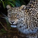 slides/_MG_4521.jpg wildlife, feline, big cat, cat, predator, fur, spot, persian, leopard, eye, fang WBCS12 - Persian Leopard